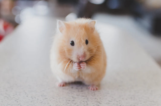The Joys of Pet Ownership A Senior's Best Companion
