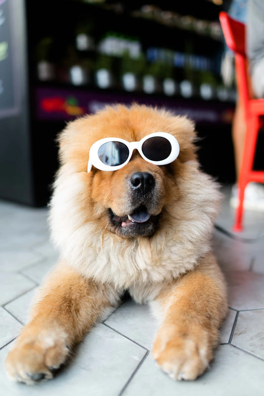 The Incredible Benefits of Pet Companionship for Seniors