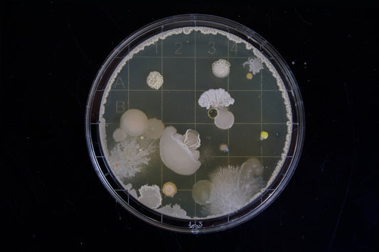 Unlocking the Secrets: Exploring the Science Behind Longevity