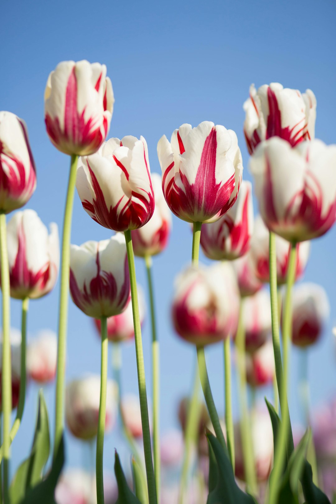 Gardening Tips for Physical and Mental Well-being in Aging Adults