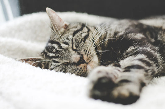 The Secret Connection: How Sleep Affects Aging
