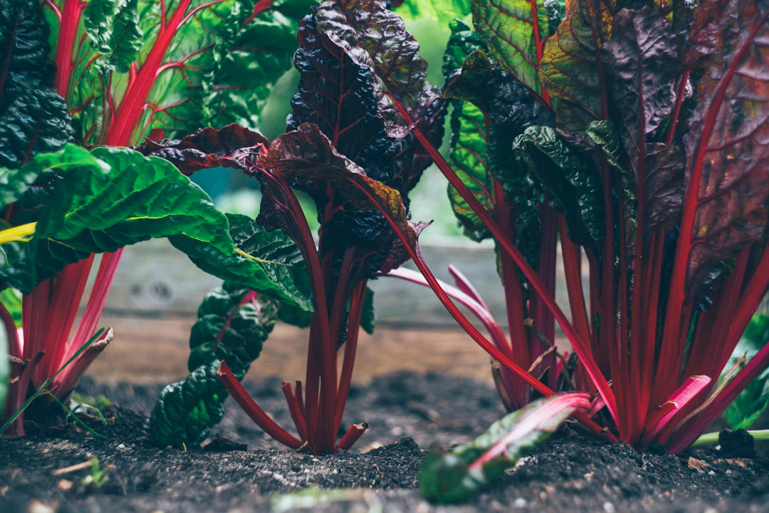 Grow Your Mind and Body: The Therapeutic Benefits of Gardening for Seniors