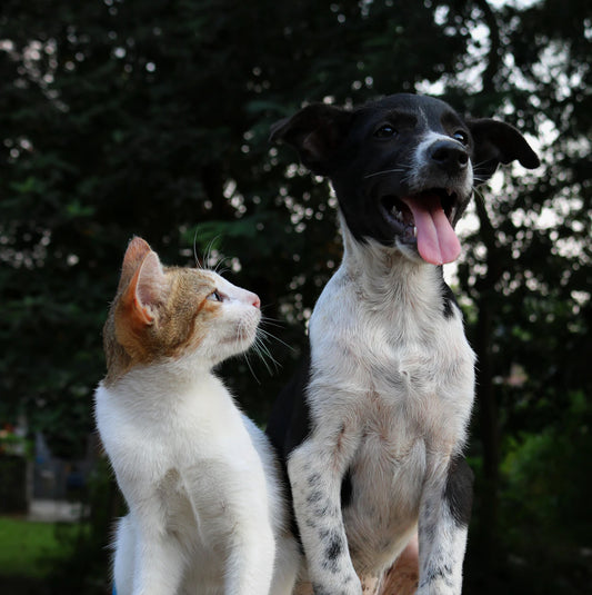 Discovering the Healing Power of Pet Therapy for Older Adults