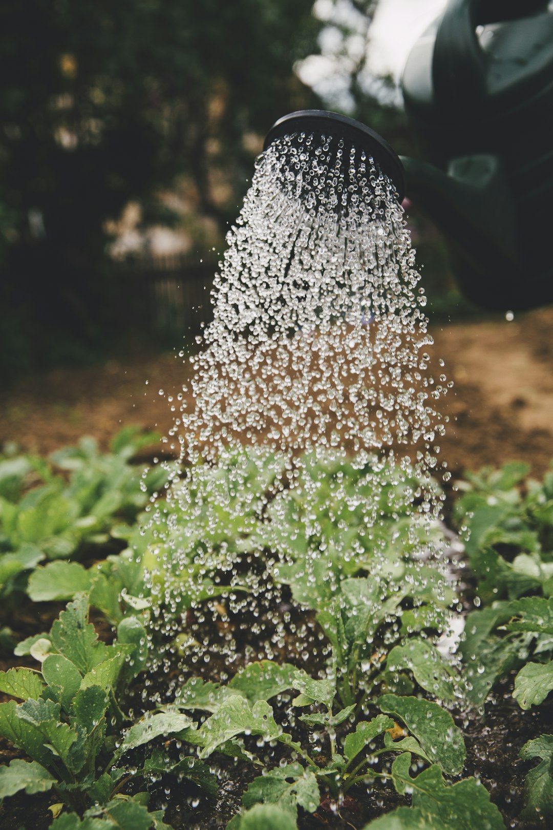 The Transformative Benefits of Gardening for Your Mind and Body