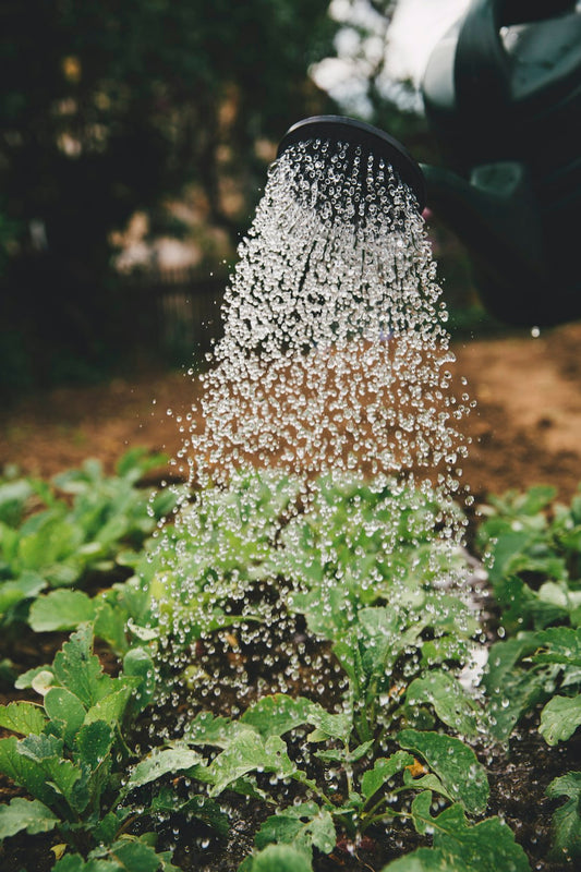 The Transformative Benefits of Gardening for Your Mind and Body