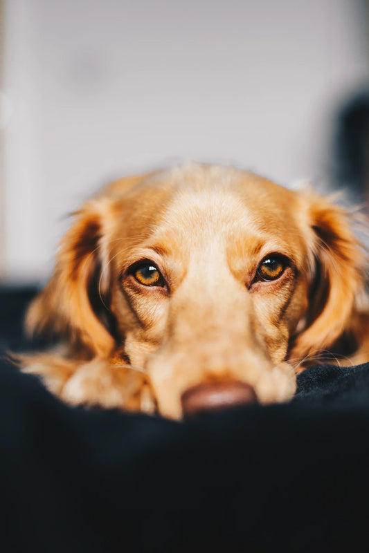 The Heartwarming Impact of Pet Ownership on Aging