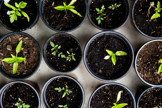Blooming Minds How Gardening Serves as Therapy for Seniors
