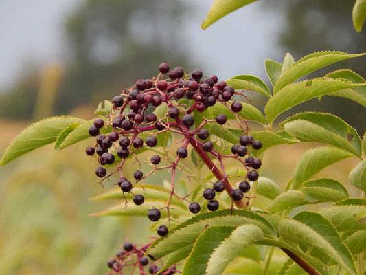 Supercharge Your Immune System: A Guide to Superfoods for Senior Citizens